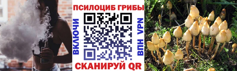 hydra онион  Себеж  Галлюциногенные грибы Psilocybine cubensis  даркнет сайт 